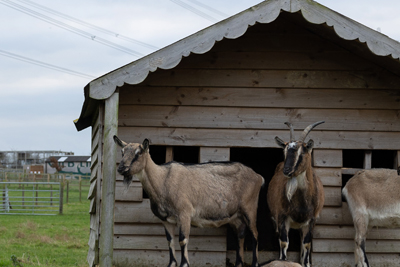Hogshaw Farm and Wildlife Park